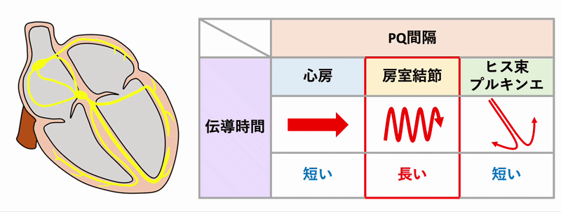 PQ間隔(PQ interval)
PQ間隔は①心房、②房室結節、③ヒス束〜プルキンエ線維の3箇所の伝導時間の合計になりますが、房室結節の伝導時間がとても長いため、ほぼ房室結節の伝導時間に依存しています。P波開始時点で房室結節は興奮していないのでイコールではありませんが、PQ間隔は房室結節の伝導時間の指標になります。