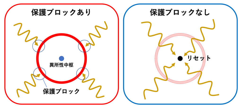 副収縮(Parasystole)
副収縮が成立するためには、保護ブロック(protective block)の存在が必要です。保護ブロックとは、洞調律など周囲の心筋から伝わってくる興奮が副収縮中枢へ侵入するのを遮断し、副収縮中枢が外部からの興奮によって脱分極されないように保護するメカニズムです。保護ブロックがなければ、洞調律の興奮が副収縮中枢まで到達して中枢を脱分極させ、その自動能の周期をリセットしてしまいます。保護ブロックによって外部からの興奮の侵入が防がれることで、副収縮中枢は洞調律とは独立した周期で興奮を繰り返すことができます。