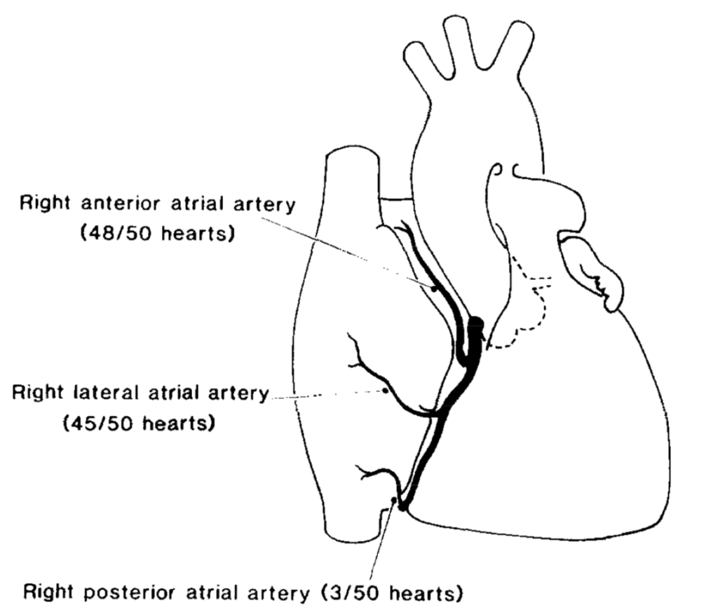 右冠動脈から分岐する心房動脈