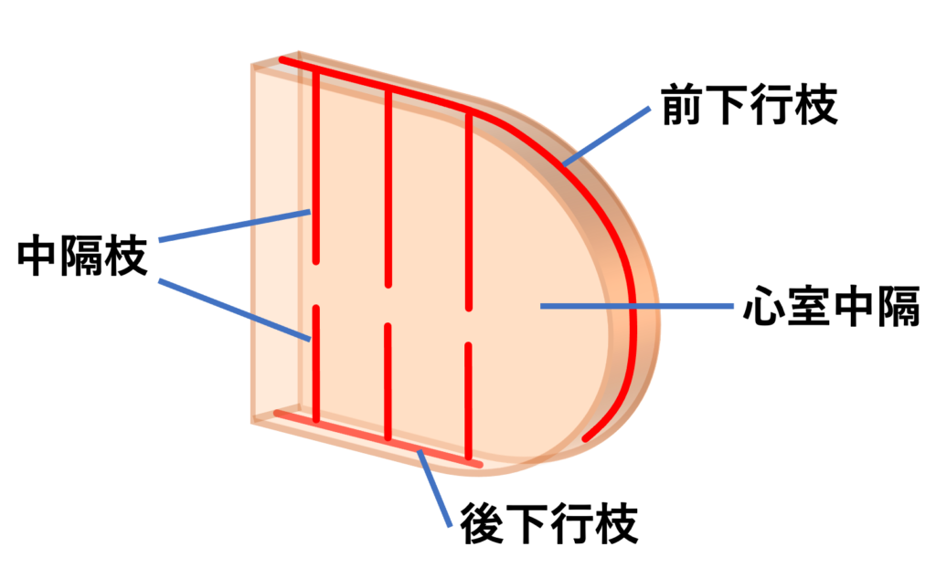 中隔心筋梗塞(septal myocardial infarction)