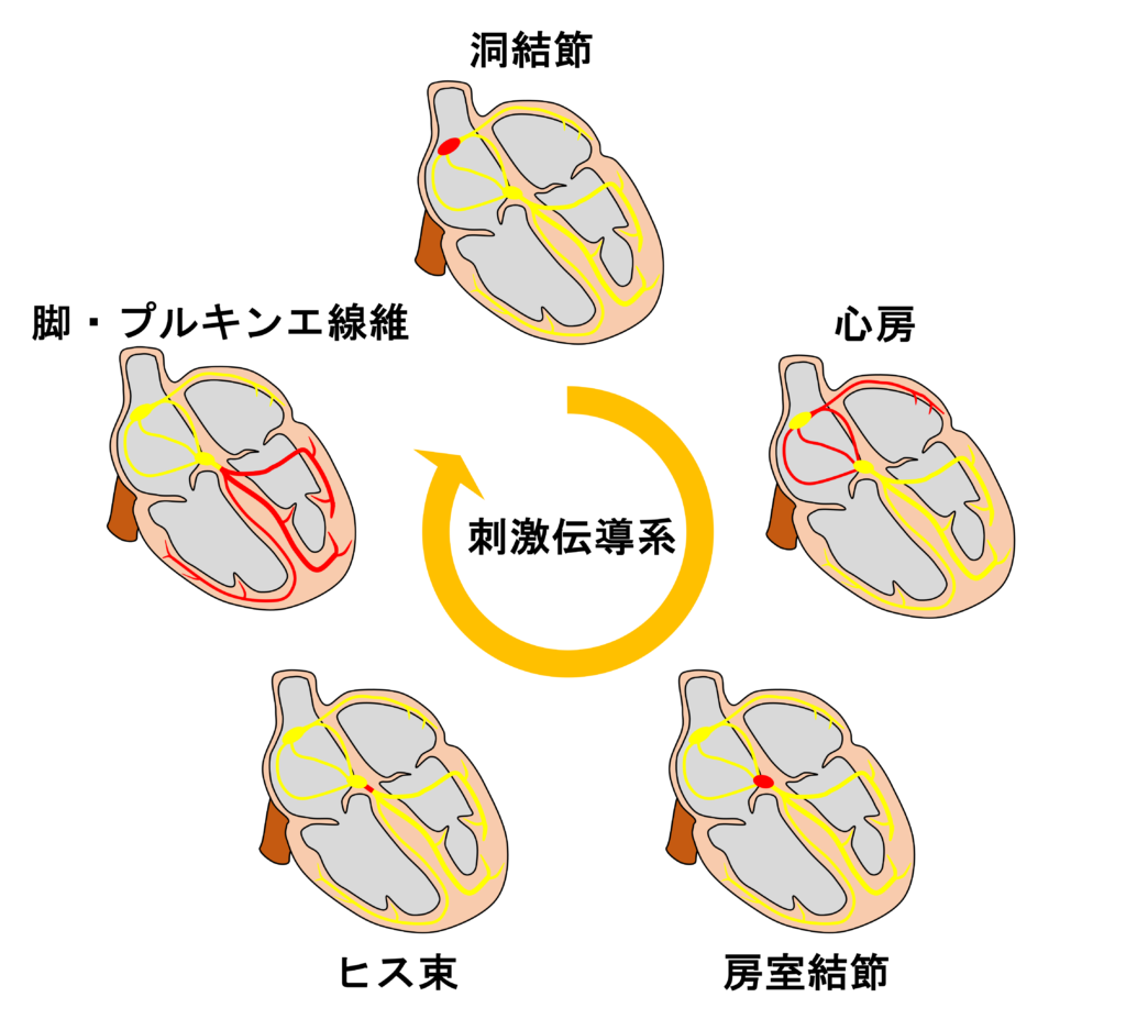 洞調律(sinus rhythm)