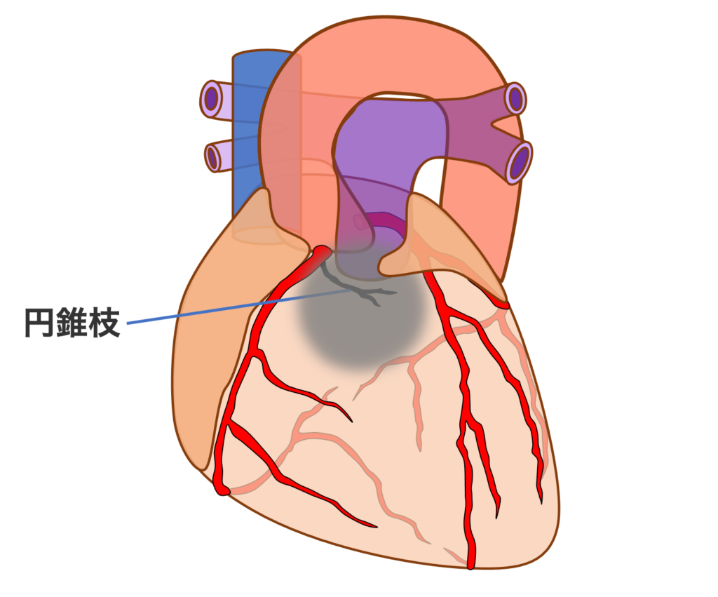 円錐枝(conus branch：CB)