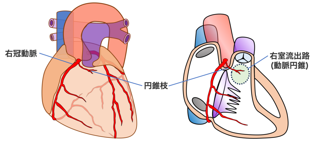 円錐枝(conus branch：CB)