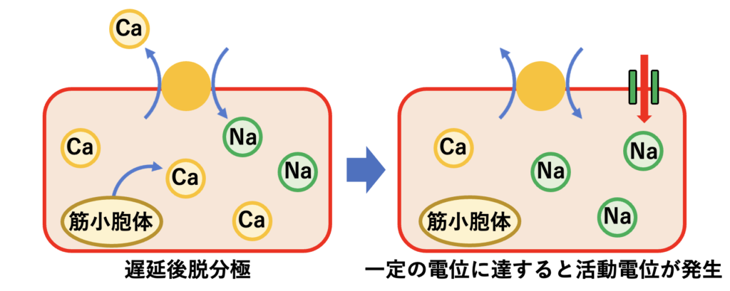 遅延後脱分極(delayed afterdepolarization：DAD)