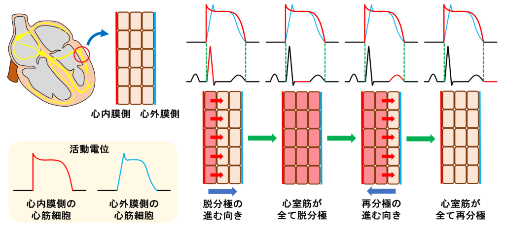 基線(baseline)、等電位線(isoelectric line)