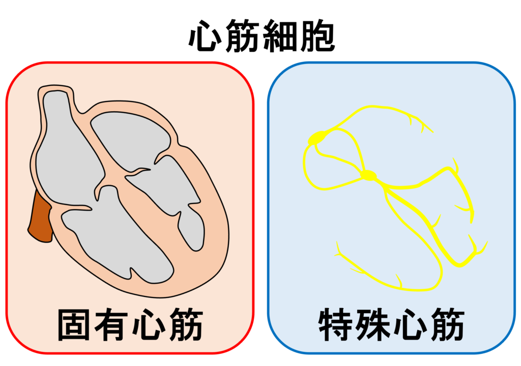 心筋細胞(cardiac myocyte)