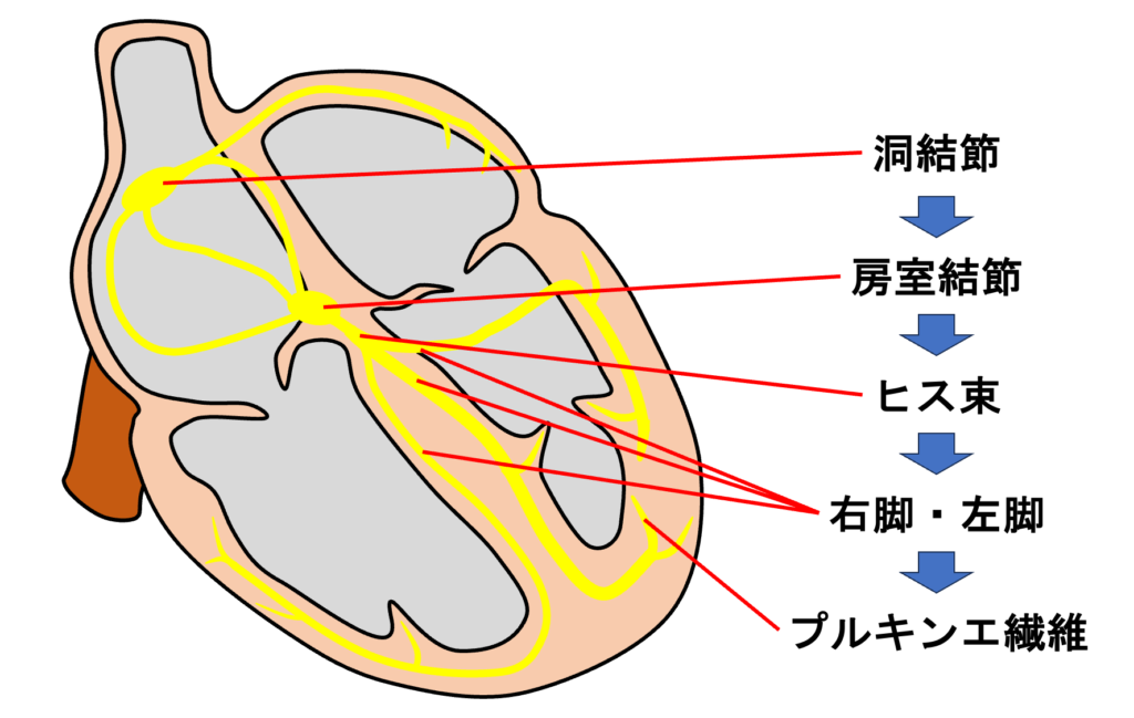 特殊心筋(刺激伝導系)