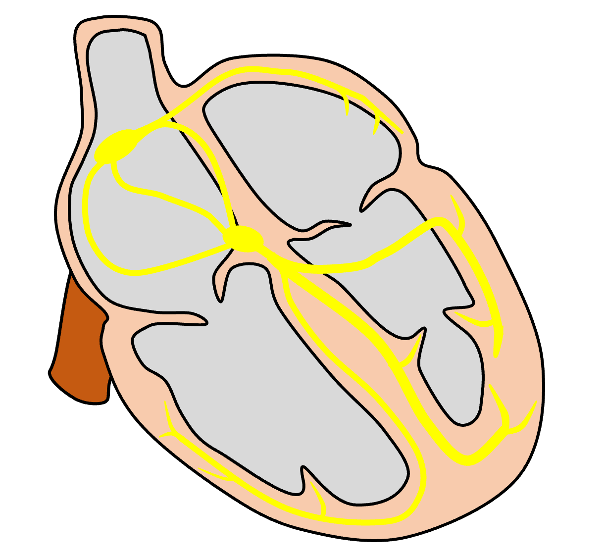 心筋細胞(cardiac myocyte)