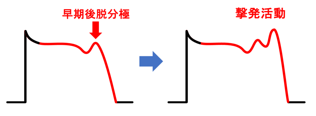 早期後脱分極(early afterdepolarization)