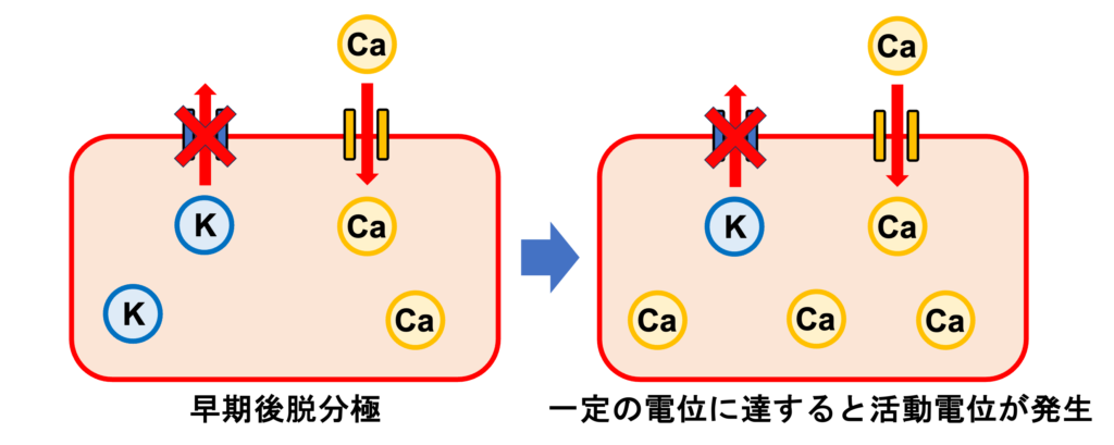 早期後脱分極(early afterdepolarization)