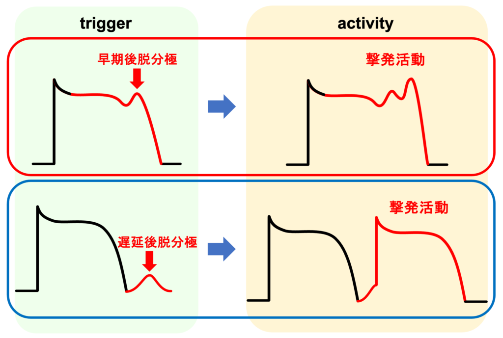 撃発活動(triggered activity)