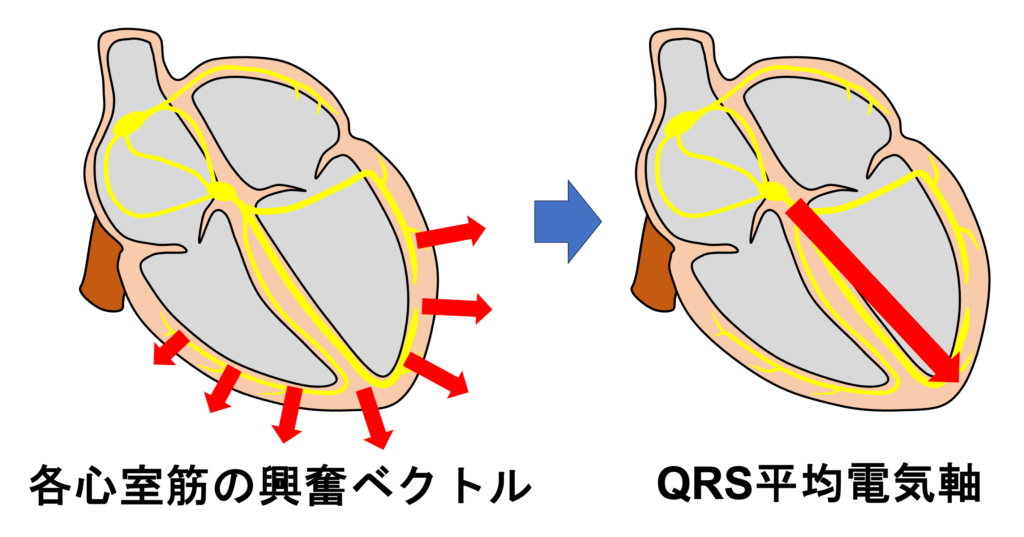 電気軸(electrical axis)