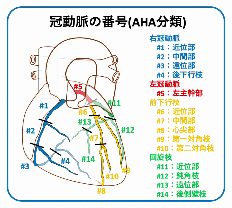 冠動脈分類

冠動脈には分類があり、現在では主に米国心臓協会(AHA:American Heart Association)による番号の分類(AHA分類)に基づいて分類されています1)。#(ナンバー)＋数字で表記され、#1、#2、#3などと呼ばれます。心筋梗塞の梗塞部位やPCIの治療部位を表す場合によく使用されます。