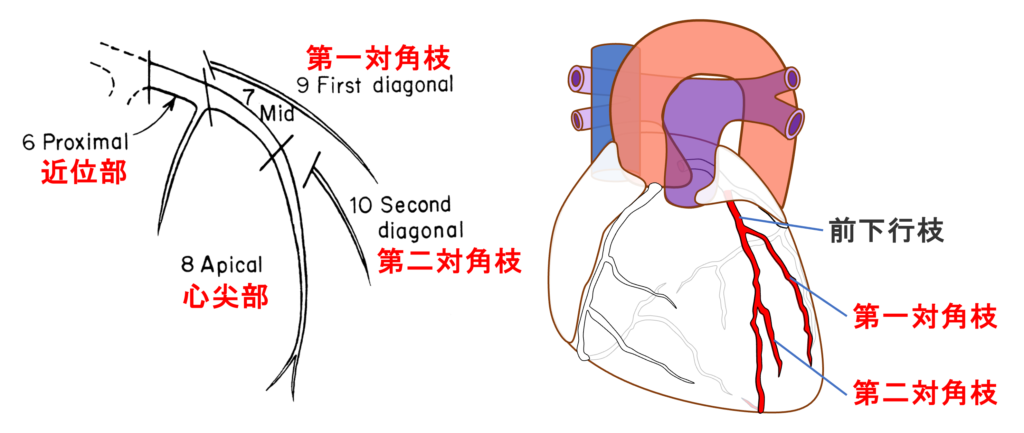 冠動脈分類