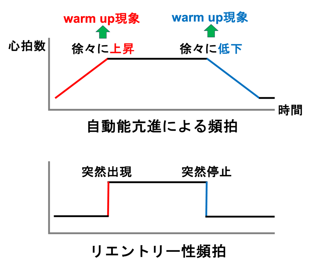 異常自動能(abnormal automaticity)
自動能亢進による頻拍では開始時と停止時に特徴があります。頻拍開始時に徐々に心拍数が上昇していく現象をwarm up現象、頻拍停止時に徐々に心拍数が低下していく現象をcool down現象と呼びます。これに対して、リエントリー性頻拍では突然頻拍が発症して心拍数が上昇してほぼ一定になり、突然停止して心拍数が低下します。