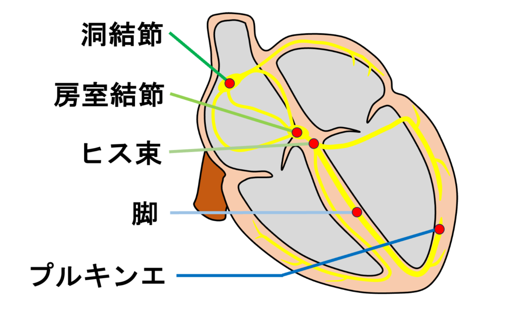 自動能(automaticity)
発生する特性を持っていて、これを自動能と呼びます。心房筋の一部や肺静脈心筋も自動能を有するとされています。