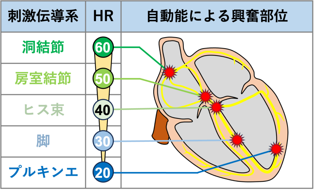 自動能(automaticity)
洞結節に近い方を上位中枢、プルキンエ線維に近い方を下位中枢と呼び、上位から下位に向かうにつれて自動能による興奮頻度は少なくなっていきます。
