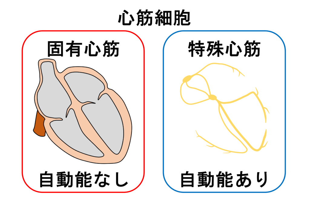 自動能(automaticity)
し、さまざまな病態下で静止膜電位が浅くなると自発的に興奮が発生することがあり、これを異常自動能と呼びます。