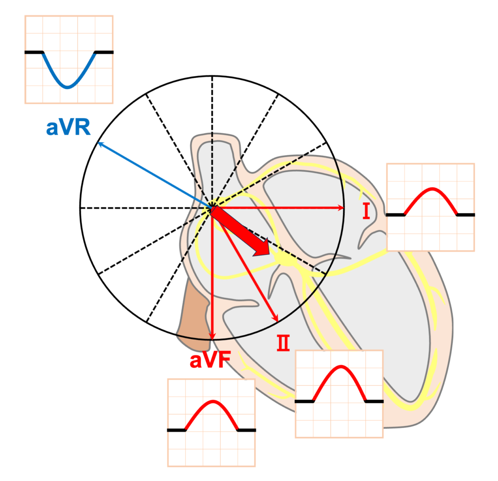 P波(P wave)