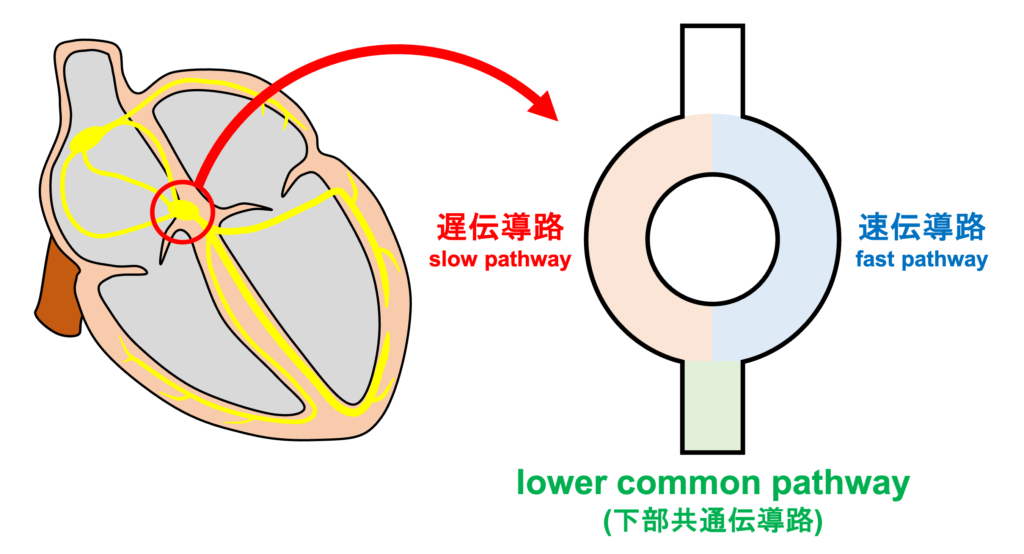 lower common pathway(下部共通伝導路)