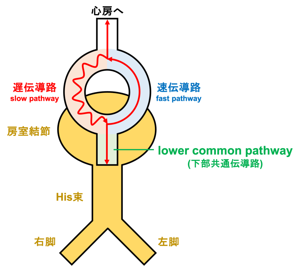 lower common pathway(下部共通伝導路)