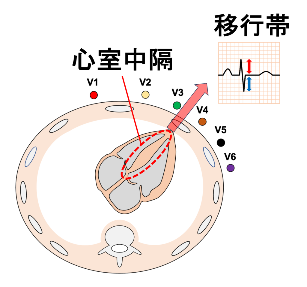 移行帯(transitional zone)