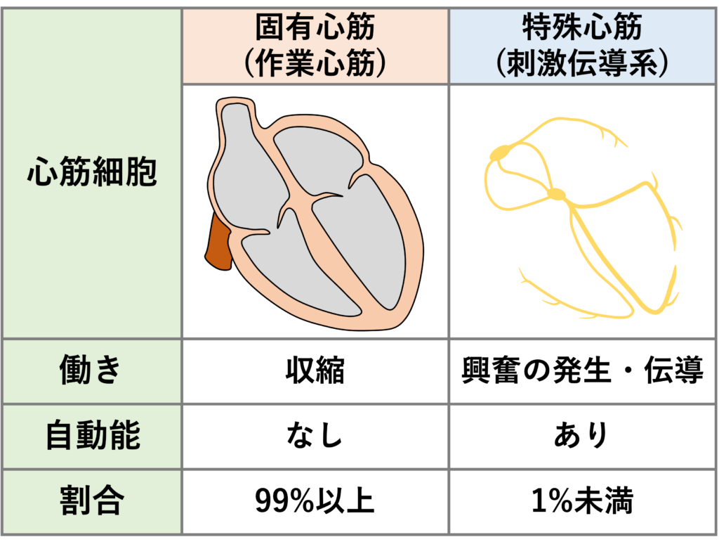 固有 心筋 と は