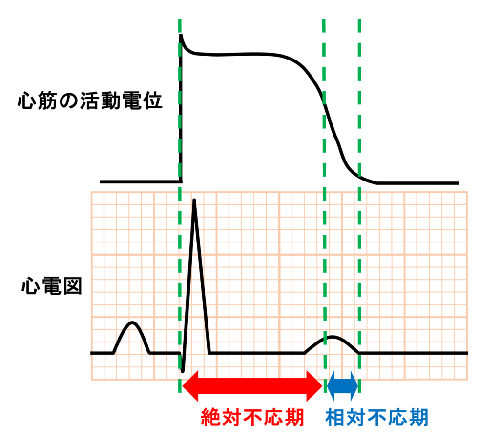 不応期(refractory period)