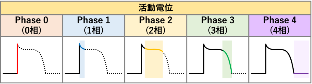 不応期(refractory period)