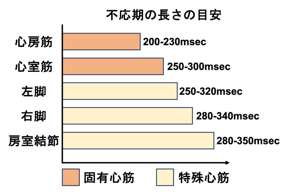 不応期(refractory period)