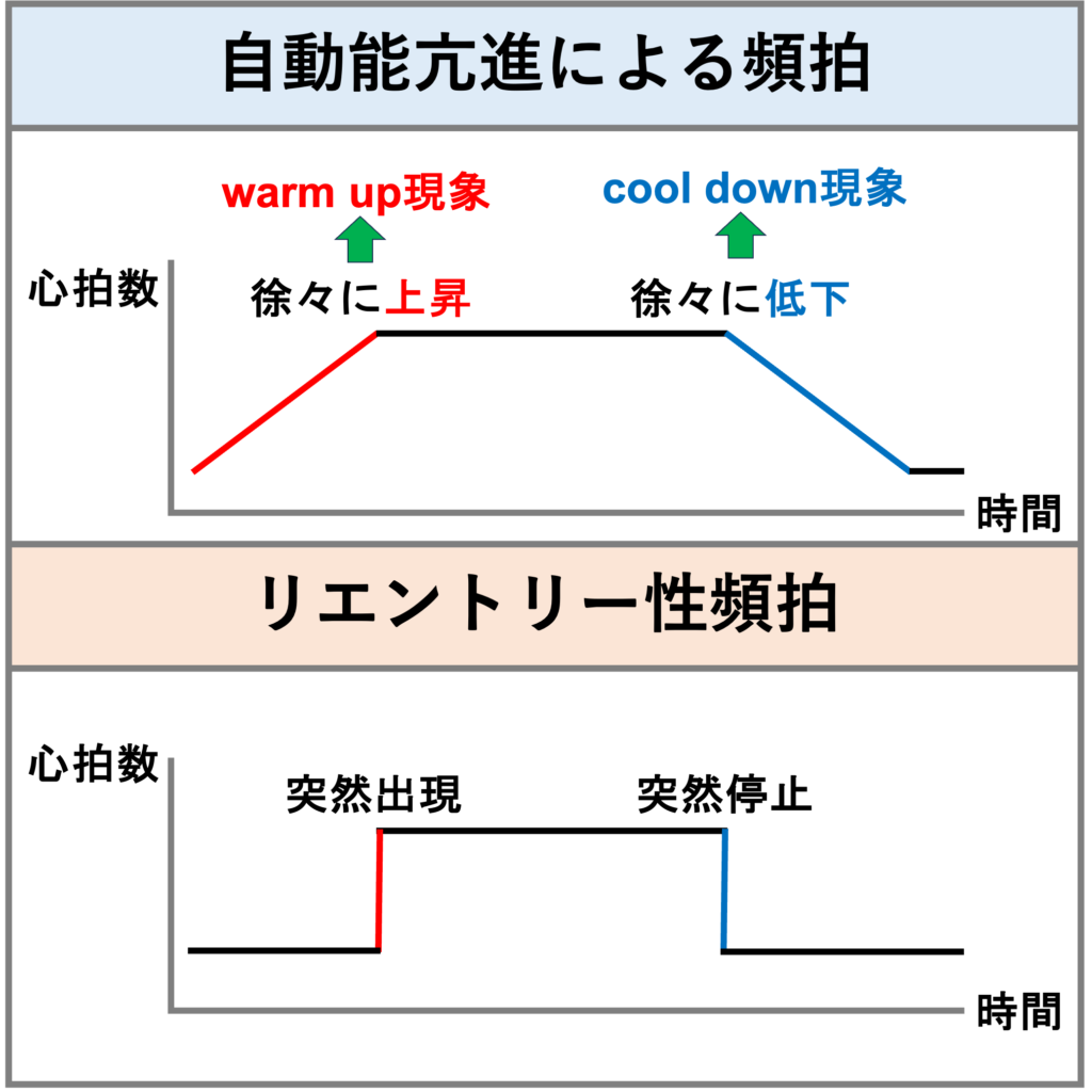 異常自動能(abnormal automaticity)
自動能亢進による頻拍では開始時と停止時に特徴があります。頻拍開始時に徐々に心拍数が上昇していく現象をwarm up現象、頻拍停止時に徐々に心拍数が低下していく現象をcool down現象と呼びます。これに対して、リエントリー性頻拍では突然頻拍が発症して心拍数が上昇してほぼ一定になり、突然停止して心拍数が低下します。
