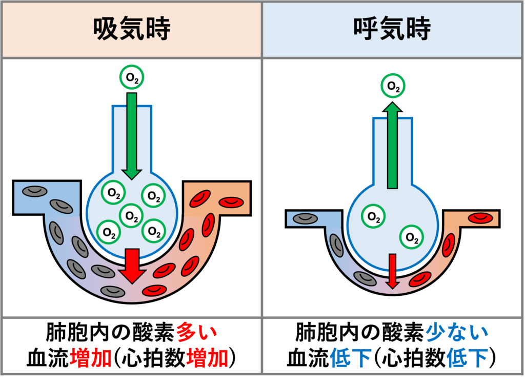 洞性不整脈(sinus arrhythmia)
呼吸性洞性不整脈(Respiratory Sinus Arrhythmia)
吸気時に心拍数が増加することで肺血流が多くなり、肺胞への酸素流入が最大になるタイミングで血流を多く送り込むことができます。呼気時に心拍数が減少することで肺血流が少なくなり、肺胞内の酸素が一時的に少なくなるタイミングで血流を抑えることができます。