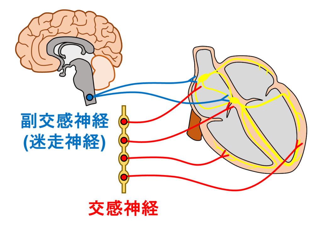 固有心拍数(intrinsic heart rate)