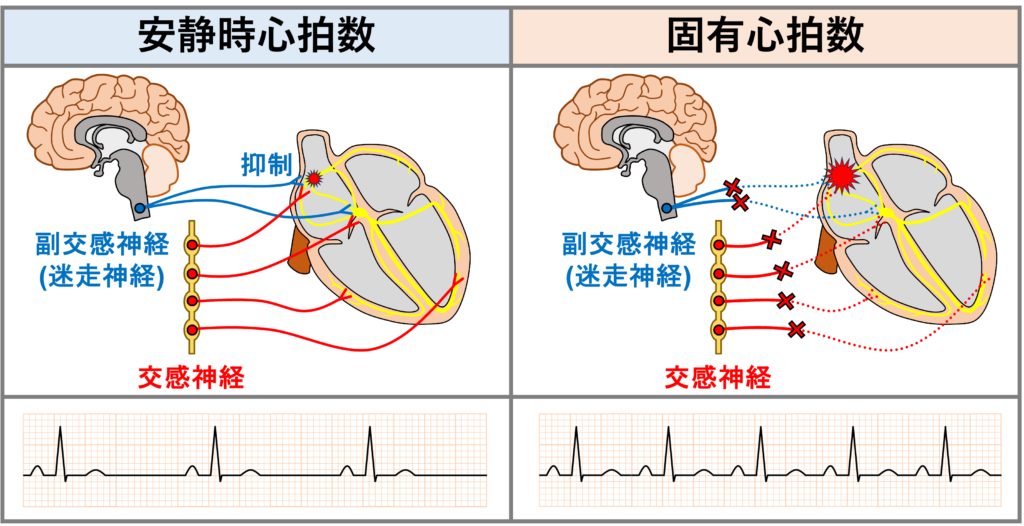 固有心拍数(intrinsic heart rate)