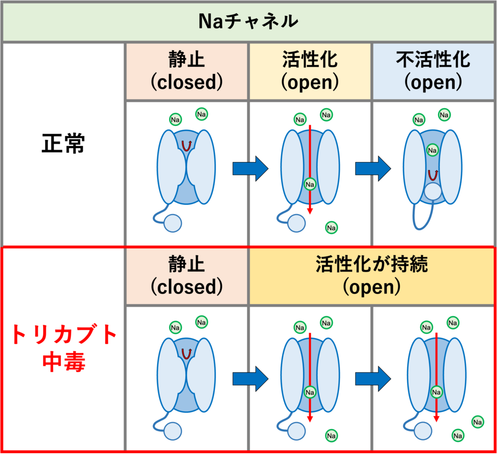 トリカブト中毒とは?
アコニチンはNaチャネルに結合して持続的に活性化させます。
