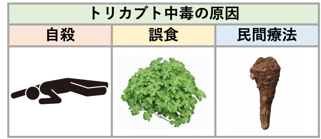 トリカブト中毒とは?
中毒は自殺目的の摂取、野草との誤食、民間療法によるものが主な原因です。塊根を乾燥させたものは漢方薬として用いられることがあり、烏頭(うず)または附子(ぶし)と呼ばれますが、毒性が強いためそのまま用いることはほとんどありません。