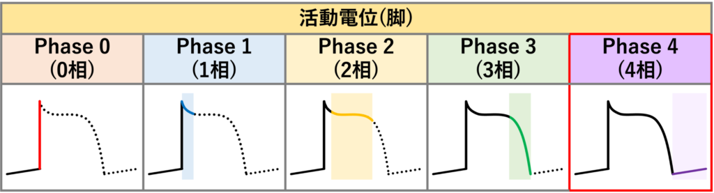 phase 4 block
心筋細胞の活動電位にはphase 0からphase 4まで5段階の相がありますが、その中でphase 4は静止期の相になります。