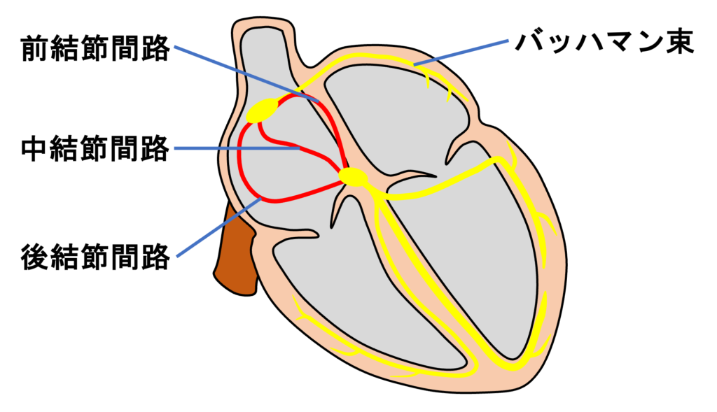 結節間伝導路(internodal tract)
結節間伝導路とは、洞房結節から房室結節へ興奮を伝える、右心房内の優先的伝導経路の総称です。正常洞調律では、洞房結節で発生した興奮は、右心房の心筋全体に広がると同時に結節間伝導路を介して房室結節に到達するという流れをとります。左心房への主な伝導経路は、前結節間路から分岐するバッハマン束です。
