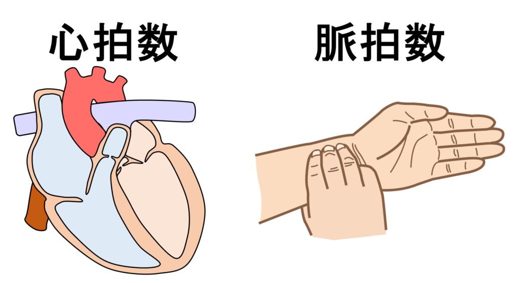 心拍数(heart rate)
心拍数と似た言葉に脈拍数がありますが両者は異なります。心拍数は心臓が実際に収縮した回数、脈拍数は末梢で触知できた拍動数と定義されています