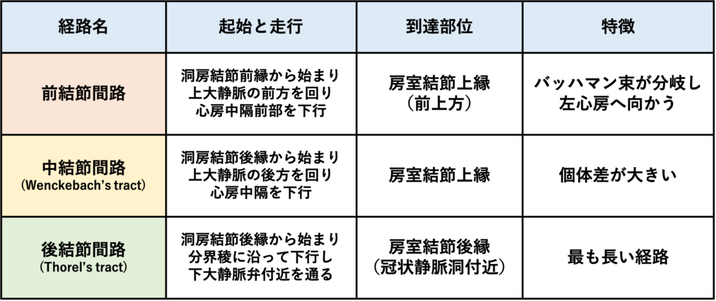 結節間伝導路(internodal tract)
Thomas N. Jamesが1963年に体系化し1)、広く教科書に記載されてきた分類です。