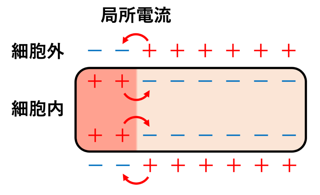 局所電流(local current)
局所電流とは、心筋が興奮するときに興奮した部分とまだ興奮していない部分の間に流れる微弱な電流のことです。心筋細胞が脱分極すると、興奮した部分では細胞の外側が相対的にマイナス、内側がプラス、未興奮の部分では細胞の外側が相対的にプラス、内側がマイナスになります。このプラスとマイナスの電位差によって両者の間に電流が流れ、これを局所電流と呼びます。