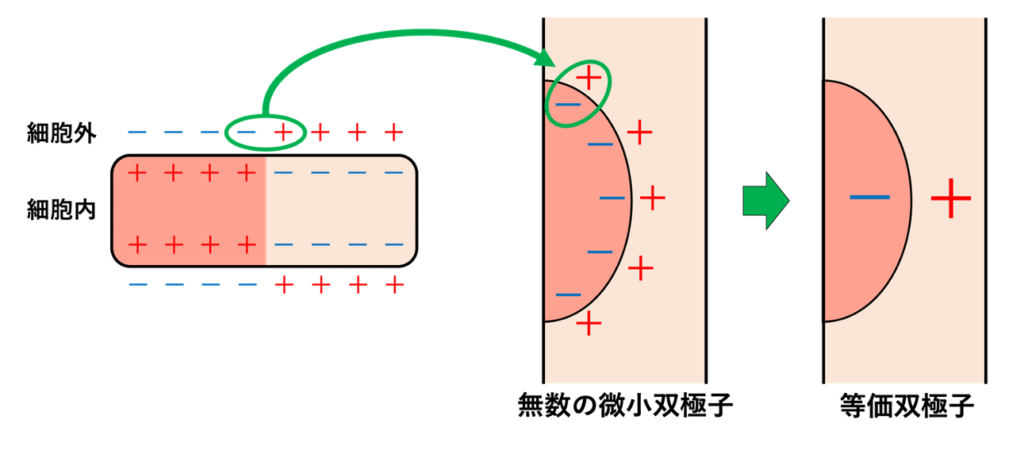 双極子(dipole)
心筋
心筋の興奮の波面では興奮した部分は細胞の外側が相対的にマイナス、未興奮の部分は細胞の外側が相対的にプラスになっています。この境界に無数の微小なプラスとマイナスの対が並びます。これが微小双極子の集まりです。体表面から遠く離れて見ると、これら無数の微小双極子は1つの大きな双極子として近似できます。1つの双極子に等しい(等価)とみなせることから等価双極子とも呼ばれています。