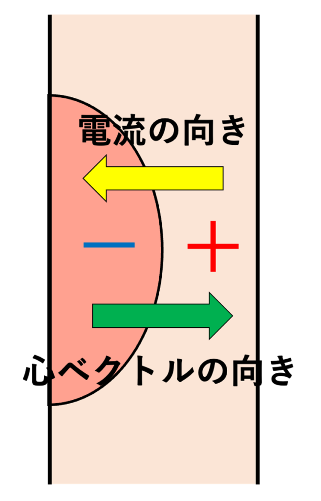 心ベクトル(cardiac vector)
この合成されたベクトルを心ベクトルと呼びます。心ベクトルの向きは興奮が向かっている方向に一致しており、局所電流の向き(プラスからマイナス)とは逆になっています。