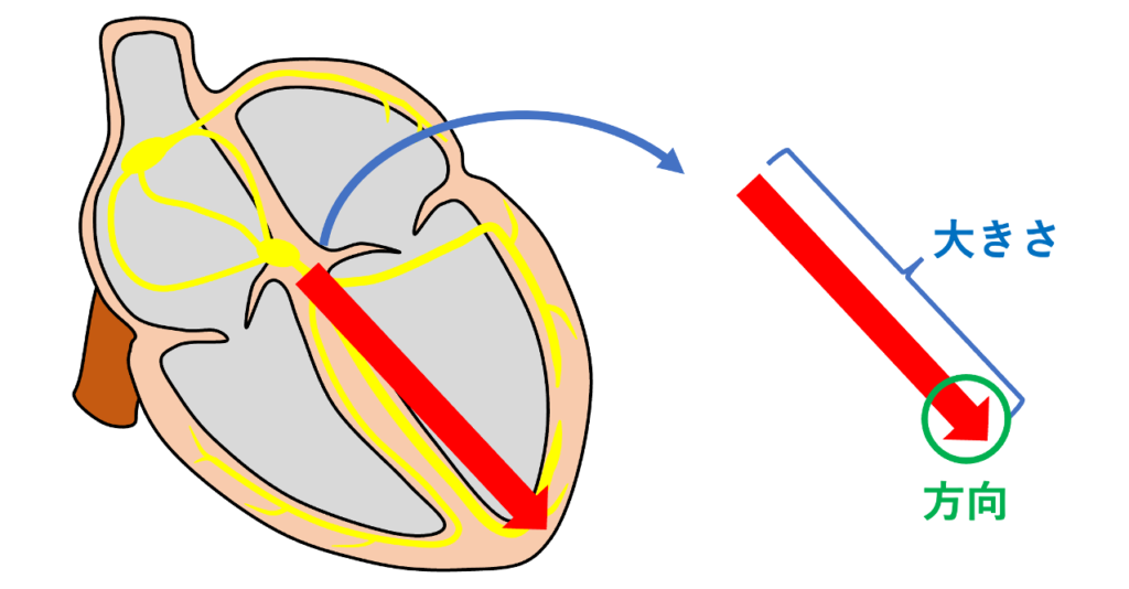 心ベクトル(cardiac vector)
大きさ(長さ):電位の強さを表す
方向(向き):マイナス極からプラス極(矢印の先端がプラス側)