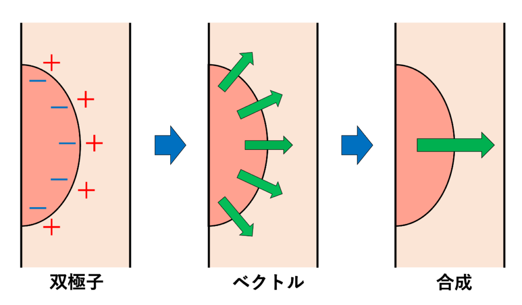 心ベクトル(cardiac vector)
心筋細胞が脱分極すると局所的に小さな電気的な力(双極子)が発生します。心臓全体では無数の心筋細胞が時間差を持って興奮するため、ある瞬間のすべての電気的な力を合成した1本のベクトルとして捉えることができます。