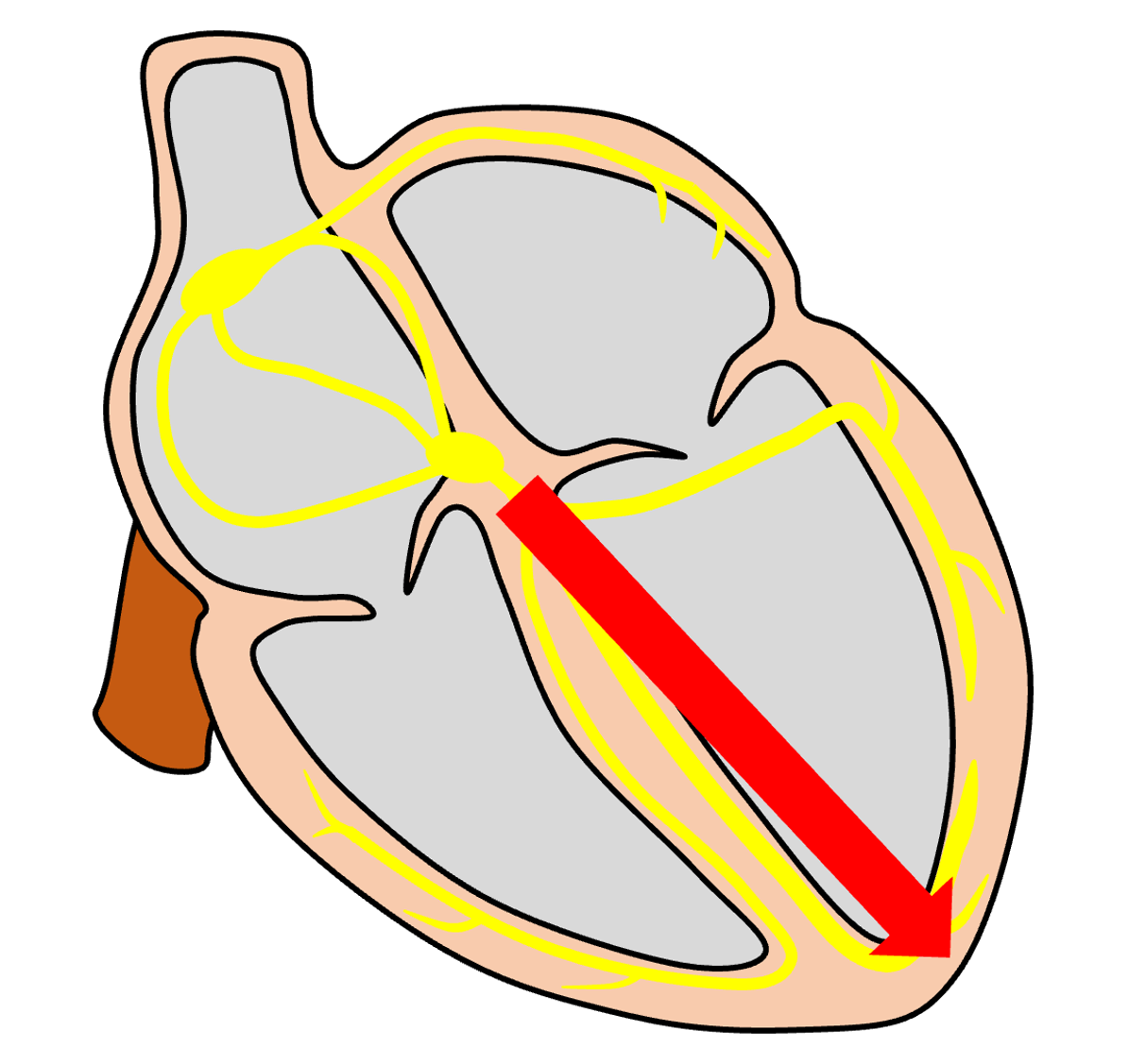 心ベクトル(cardiac vector)
