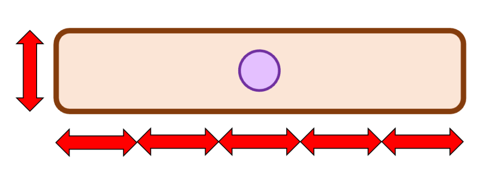 異方性伝導(anisotropic conduction)
心筋細胞は細長い形をしています。長さ：幅はおよそ5〜7 : 1程度になっています。
