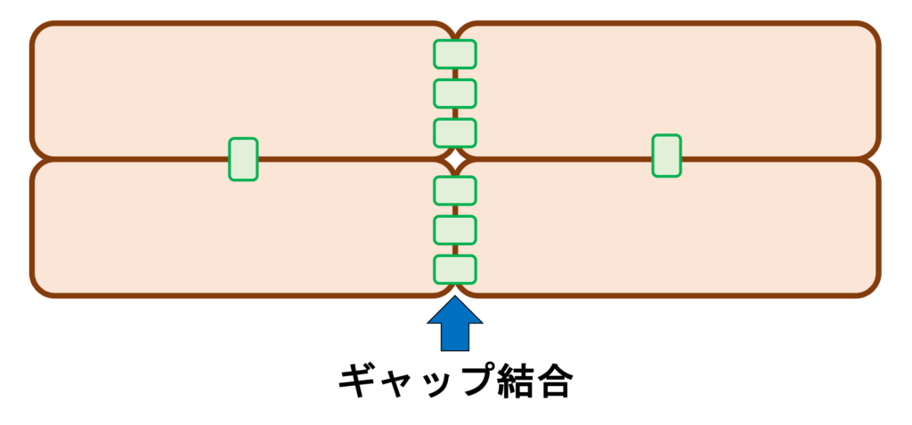 異方性伝導(anisotropic conduction)
心筋細胞同士は主に介在板で電気的に結合しています。ギャップ結合(Gap junction)は主にコネキシンで構成され、細胞の両端の長軸方向に集中して分布しています。