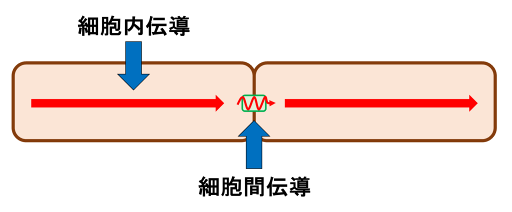 異方性伝導(anisotropic conduction)
心筋組織は伝導する部位によって抵抗の大きさが異なっています。
