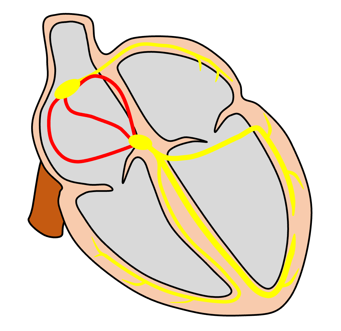 結節間伝導路(internodal tract)